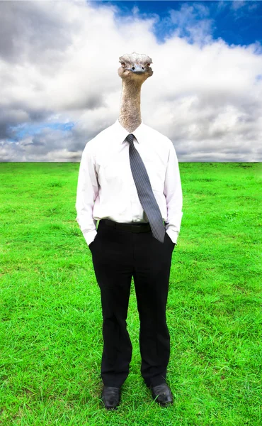 Empresario con cabeza de avestruz — Foto de Stock