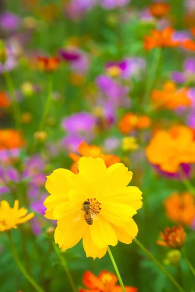 Μέλισσα εργάζεται για φρέσκα κίτρινο λουλούδι — Φωτογραφία Αρχείου