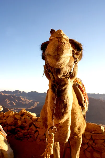 De lacht kameel — Stockfoto