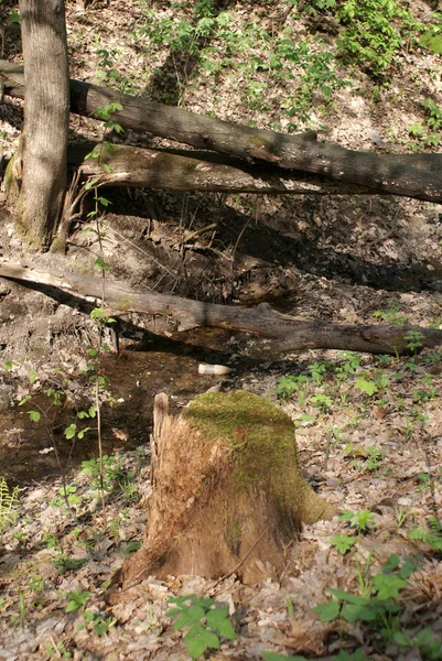One stump in the spring forest — Stock Photo, Image