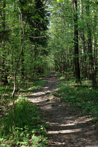 Um caminho na floresta de primavera verde — Fotografia de Stock