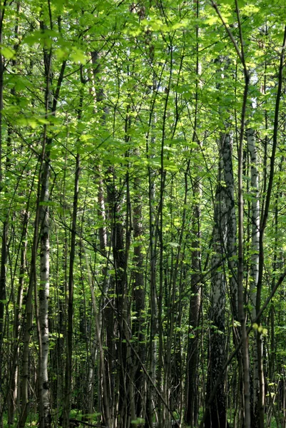 Stock image The green rich forest in the spring