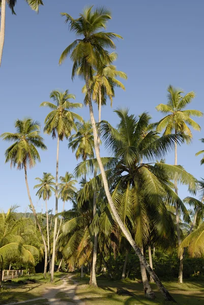 Palm trees garden — Stock Photo, Image