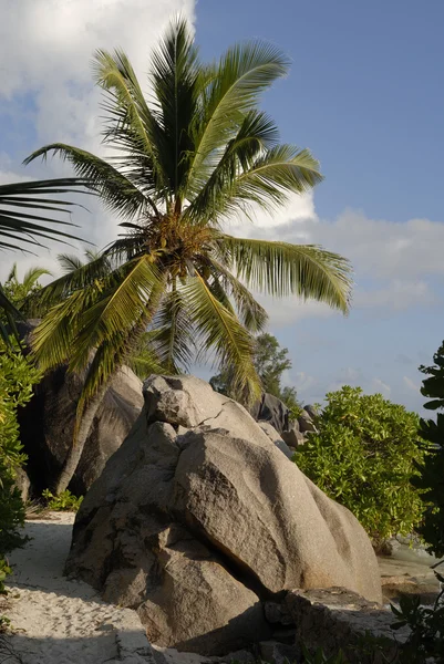 La Digue ต้นปาล์ม — ภาพถ่ายสต็อก