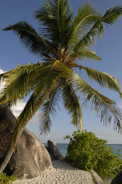 La Digue palm tree — Stock Photo, Image
