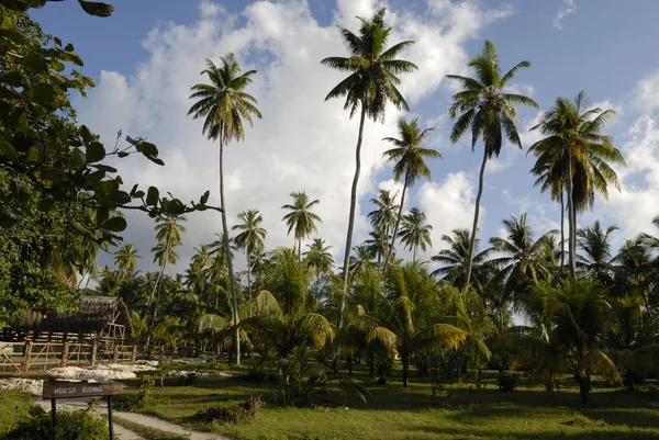 Palm träd trädgård Stockfoto