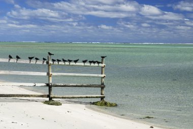 Kahverengi noddy (Anous stolidus)