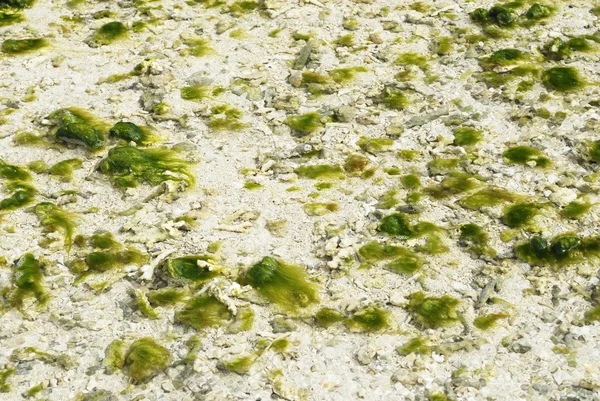 stock image Seaweed