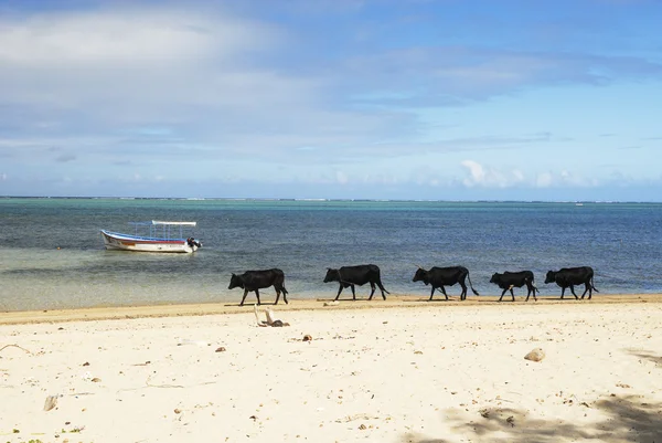 Vacas negras — Foto de Stock