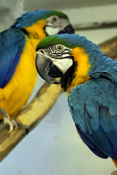 Macaws — Stock fotografie