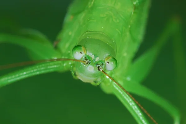 아마존 메뚜기의 클로즈업 — 스톡 사진
