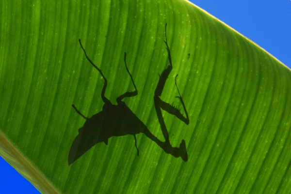 Silueta de un Mantis sobre una hoja —  Fotos de Stock