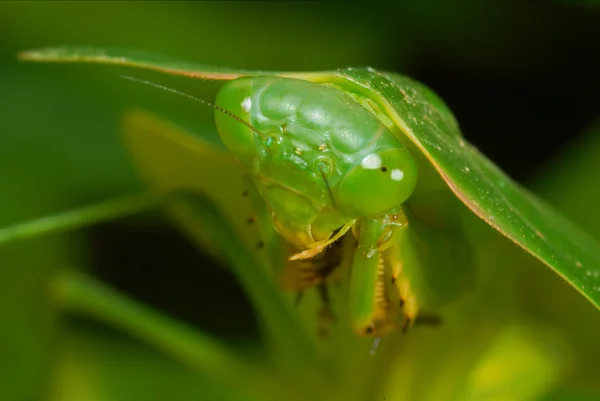 Primer plano de una hoja amazónica Mantis —  Fotos de Stock