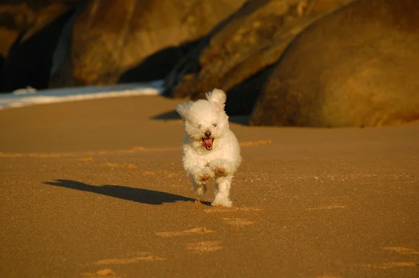 Perro (caniche) corriendo en la playa Imagen De Stock