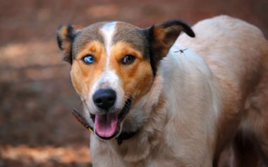 Dog looking to a flying bee clipart