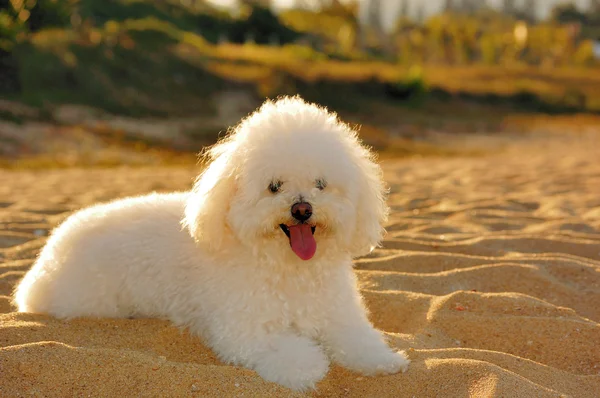 Poodle descansando na areia — Fotografia de Stock