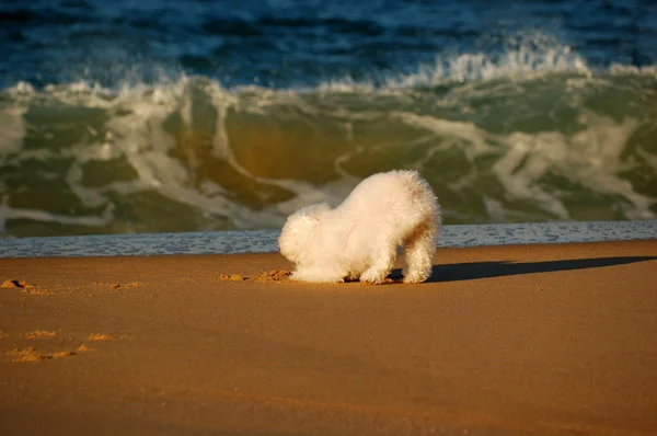 Poodle ladrando por las olas en la playa Imagen De Stock