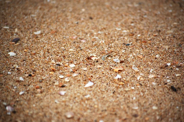 Texture of sand and sea shells (focus middle) — Stock Photo, Image