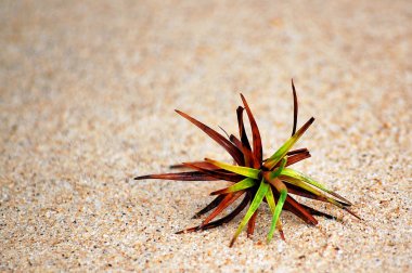 kleine plant alleen in het zand