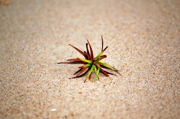 Маленька рослина сама в піску — стокове фото