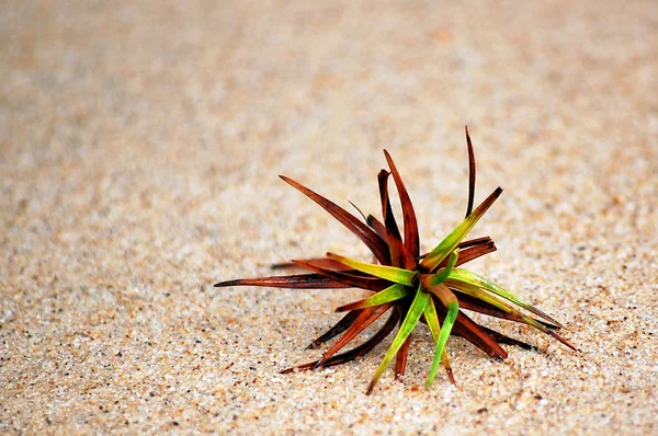 Маленька рослина сама в піску — стокове фото