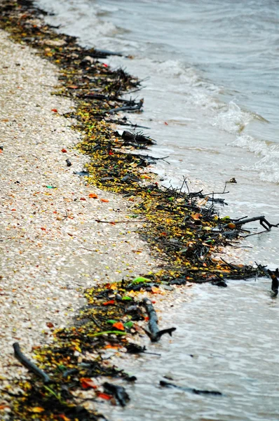 stock image Beach natural garbage