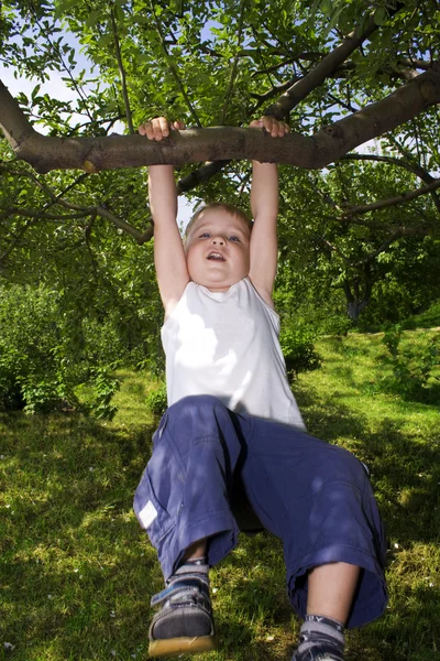 stock image Boy swinging on a tree