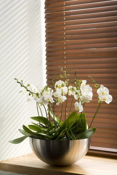 Bloemen op de vensterbank — Stockfoto