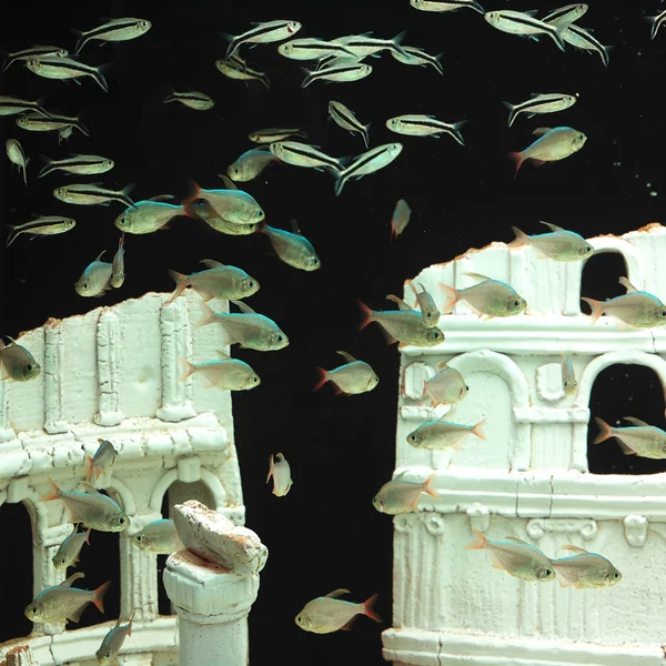 Akvaryum balıkları — Stok fotoğraf