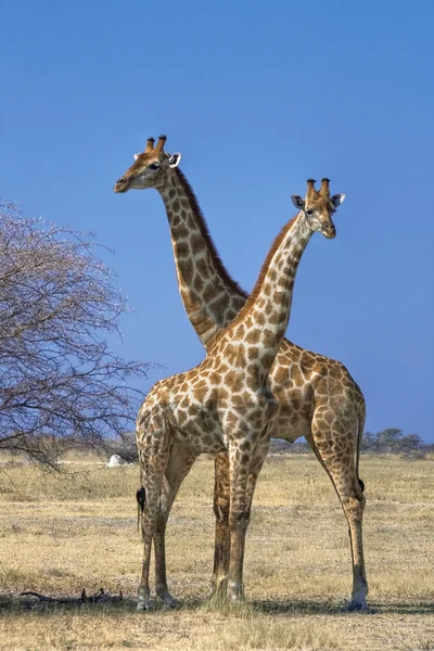 Giraffe — Stockfoto