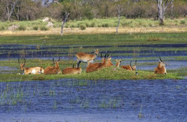 Okavango delta clipart