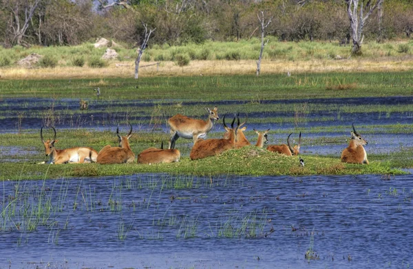Okavango-delta Stock Kép