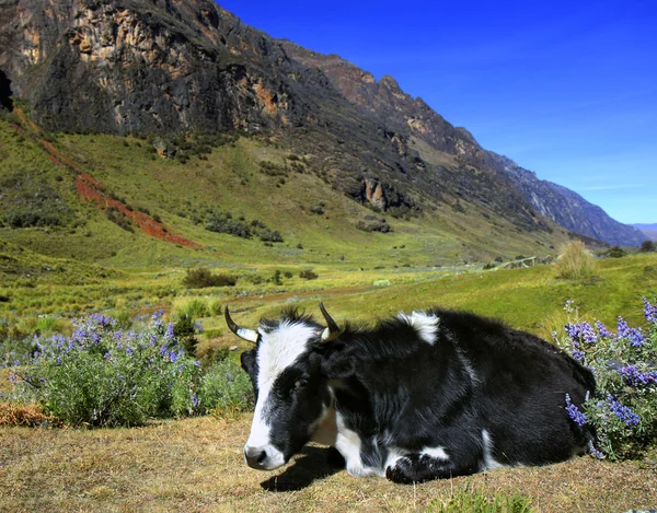 Vache posée sur un pâturage vert - Cordillère Blanca au Pérou Photos De Stock Libres De Droits