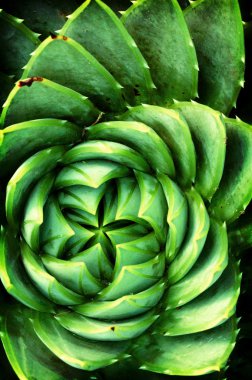 Simetri yapraklarla yeşil kaktüs