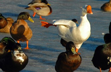 A flock of ducks and goose in a park clipart