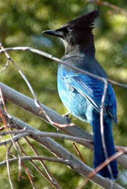 Steller's Jay