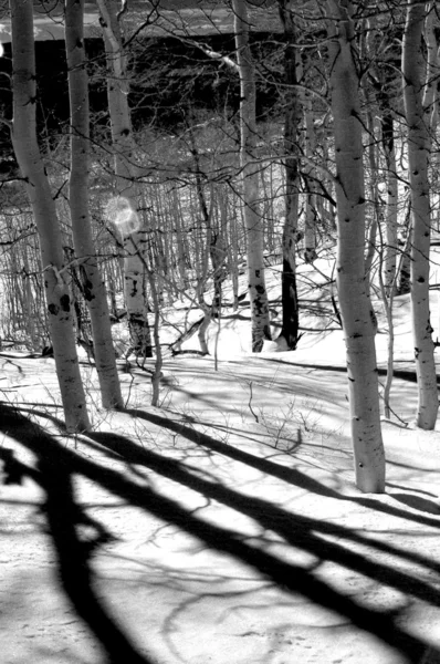 Black and white woods — Stock Photo, Image