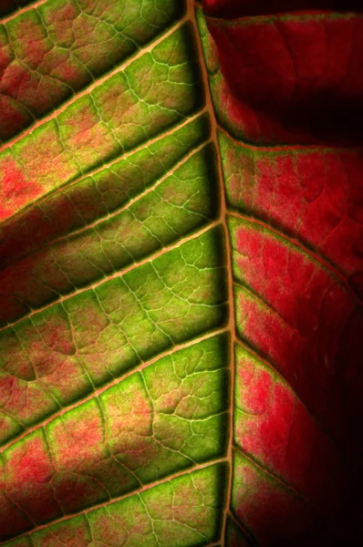 Πολύχρωμα φύλλα με υφή — Φωτογραφία Αρχείου