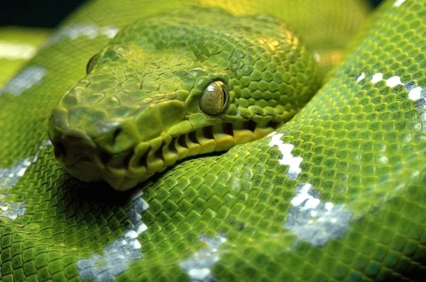 Close up green snake — Stock Photo, Image