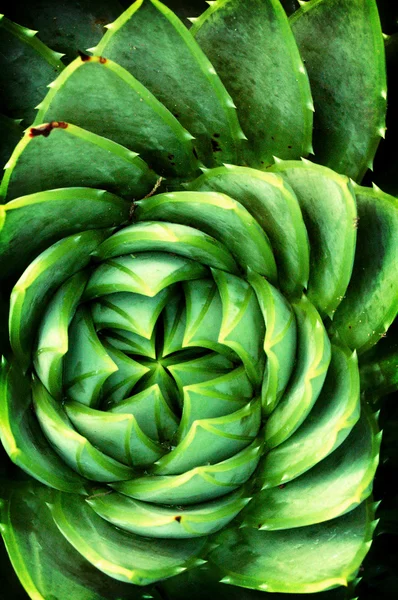 stock image Green cactus with leaves in symmetry