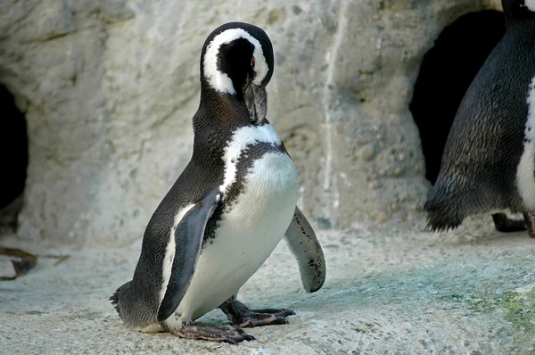 पेंगुइन — स्टॉक फ़ोटो, इमेज