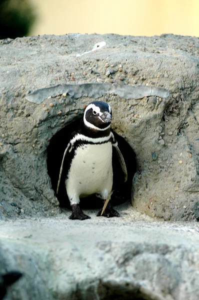 Pingviini — kuvapankkivalokuva