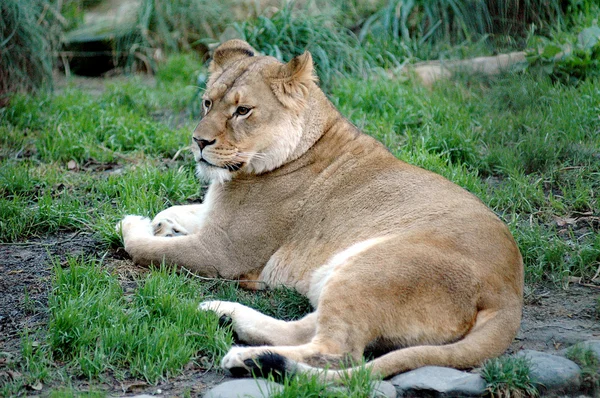 Μεγάλο λιοντάρι — Φωτογραφία Αρχείου