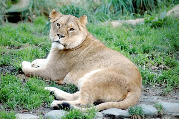 León grande —  Fotos de Stock