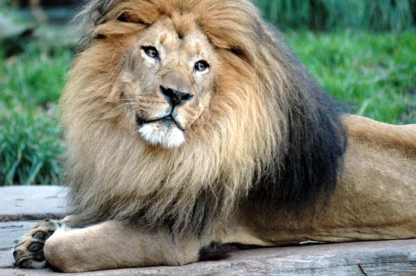Büyük aslan — Stok fotoğraf