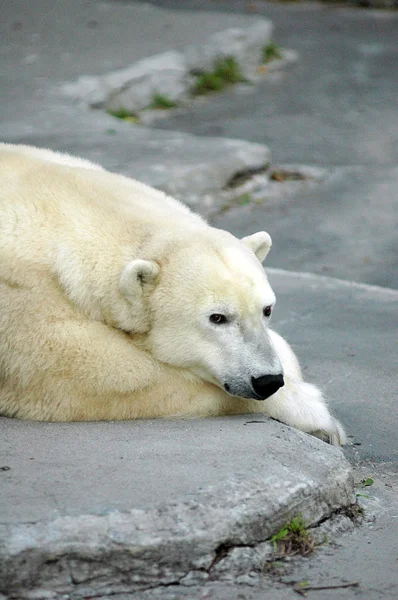 stock image polar bear