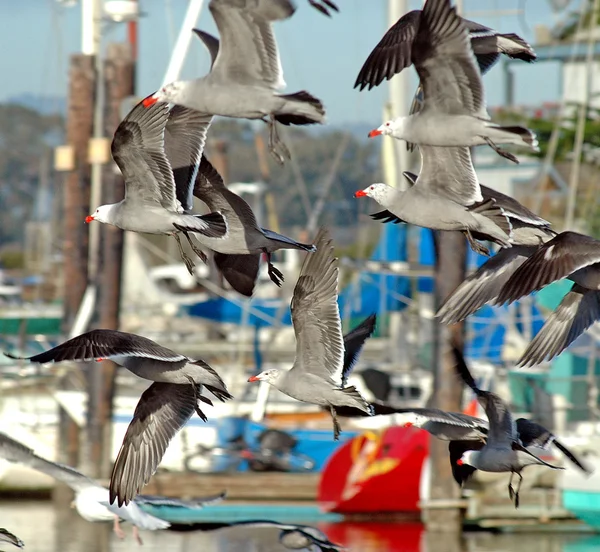 Flock of birds flying near bridge