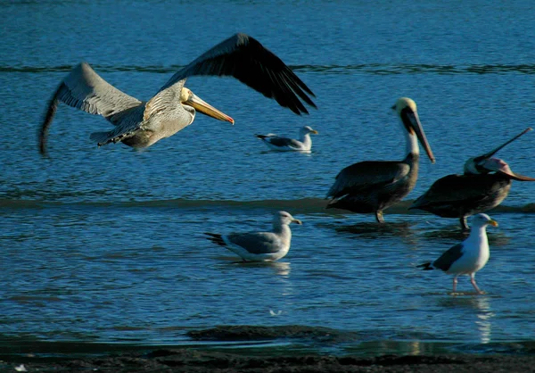 Flock of birds flying near bridge — Stock Photo, Image
