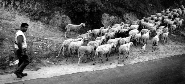 stock image shepherd at work on italian alps