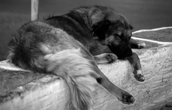 Cão sem-teto dormindo perto de parede — Fotografia de Stock